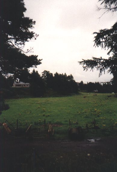 31-newtonmore-wiese